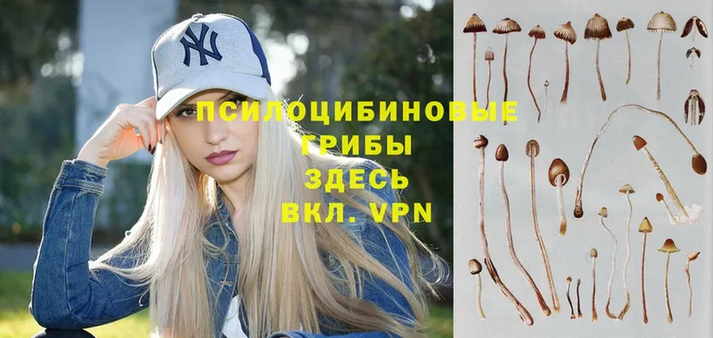 ссылка на мегу ссылки  Камызяк  Галлюциногенные грибы Psilocybine cubensis 